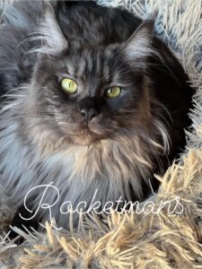 Our queen, Stormi, Black Smoke Female Maine Coon