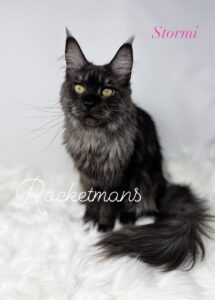 Our queen, Stormi, Black Smoke Female Maine Coon