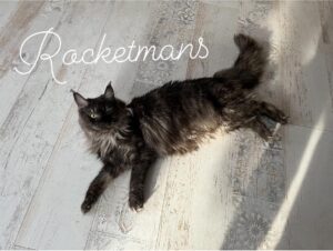 Our queen, Stormi, Black Smoke Female Maine Coon