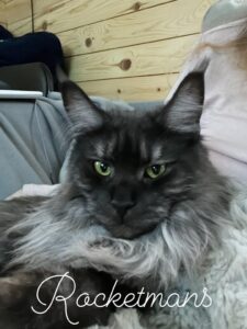 Our queen, Stormi, Black Smoke Female Maine Coon