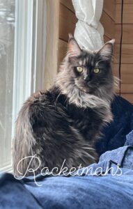 Our queen, Stormi, Black Smoke Female Maine Coon