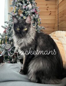 Our queen, Stormi, Black Smoke Female Maine Coon