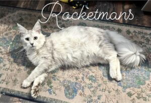 Our Queen Margherita aka Baby Doll. She is a black silver shaded female Maine Coon