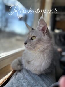 Our Queen Margherita aka Baby Doll. She is a black silver shaded female Maine Coon