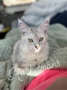 Our Queen Margherita aka Baby Doll. She is a black silver shaded female Maine Coon