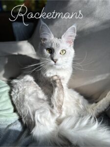 Our Queen Margherita aka Baby Doll. She is a black silver shaded female Maine Coon