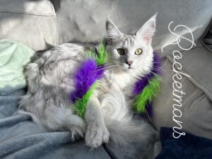 Our Queen Margherita aka Baby Doll. She is a black silver shaded female Maine Coon