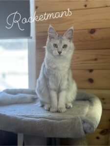 Our Queen Margherita aka Baby Doll. She is a black silver shaded female Maine Coon