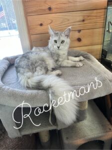 Our Queen Margherita aka Baby Doll. She is a black silver shaded female Maine Coon