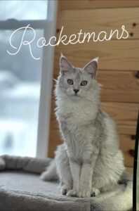 Our Queen Margherita aka Baby Doll. She is a black silver shaded female Maine Coon