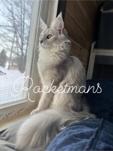 Our Queen Margherita aka Baby Doll. She is a black silver shaded female Maine Coon