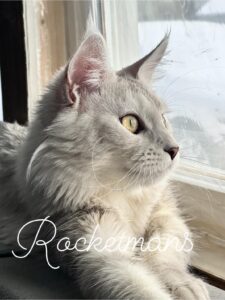 Our Queen Margherita aka Baby Doll. She is a black silver shaded female Maine Coon
