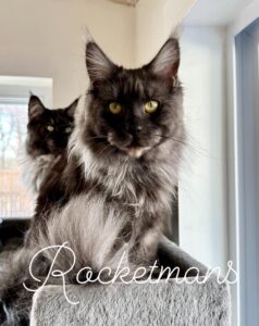 Our Queen Wreign, she is a black smoke female Maine Coon