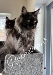 Our Queen Wreign, she is a black smoke female Maine Coon