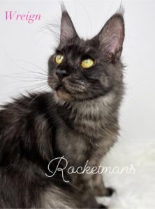 Our Queen Wreign, she is a black smoke female Maine Coon