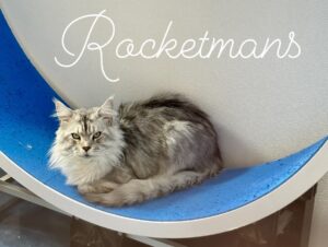 Our Stud Alinkiss Desert aka Yeti. He is a Black Silver Spotted Tabby male Maine Coon