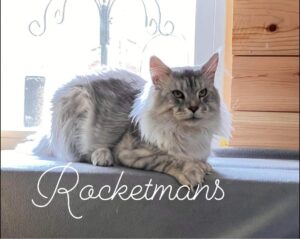 Our Stud Alinkiss Desert aka Yeti. He is a Black Silver Spotted Tabby male Maine Coon