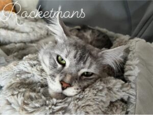 Our Stud Alinkiss Desert aka Yeti. He is a Black Silver Spotted Tabby male Maine Coon
