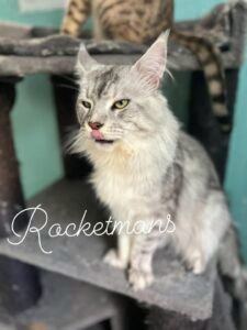Our Stud Alinkiss Desert aka Yeti. He is a Black Silver Spotted Tabby male Maine Coon
