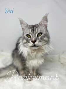 Our Stud Alinkiss Desert aka Yeti. He is a Black Silver Spotted Tabby male Maine Coon
