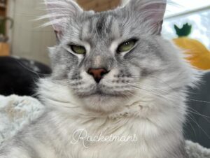 Our Stud Alinkiss Desert aka Yeti. He is a Black Silver Spotted Tabby male Maine Coon