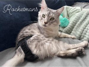 Our Stud Alinkiss Desert aka Yeti. He is a Black Silver Spotted Tabby male Maine Coon. In this picture he is wearing stud pants to prevent him from spraying urine in the house