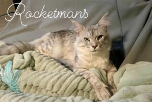 Our Stud Alinkiss Desert aka Yeti. He is a Black Silver Spotted Tabby male Maine Coon