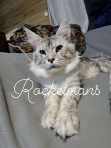 Our Stud Alinkiss Desert aka Yeti. He is a Black Silver Spotted Tabby male Maine Coon