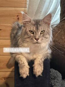 Our Stud Alinkiss Desert aka Yeti. He is a Black Silver Spotted Tabby male Maine Coon