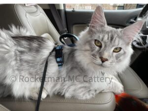 Our Stud Alinkiss Desert aka Yeti. He is a Black Silver Spotted Tabby male Maine Coon