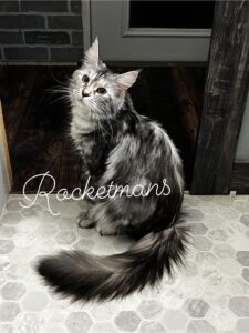 Our retired queen Odesa. She is a black silver torbie female Maine Coon.