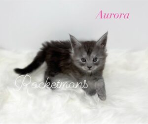 Aurora, female black smoke Maine Coon kitten