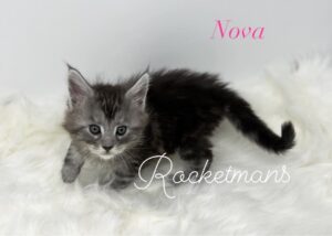 Nova female black silver tabby Maine Coon kitten