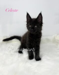 Celeste female solid black Maine Coon kitten