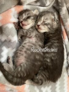 Maine Coons kittens, 1 week old, Leroy and Patty Cakes, Silver tabby