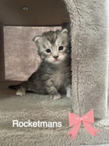 Maine Coon kitten Patty Cakes, female black silver tabby