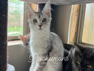 Female Maine Coon kitten Patty Cakes