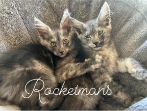 Isabelle and Stella, female black smoke Maine Coon kittens