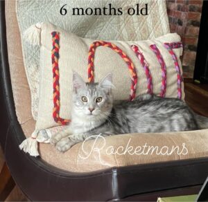 Hades, male high silver black tabby Maine Coon kitten 6 months old