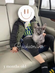 Stella, female, black smoke Maine Coon kitten riding in the car