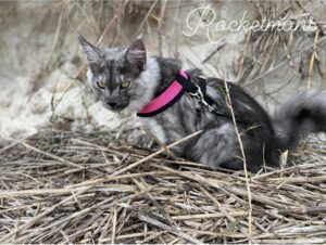 Stella, female black smoke Maine Coon kitten being walked on the beach with a harness