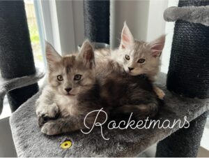 Luna and Silverado Maine Coon kittens