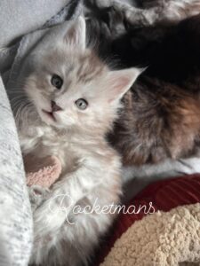 Silverado, male high silver tabby Maine Coon kitten