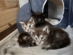 Juno, Drizzle, and Celeste, female Maine Coon kittens