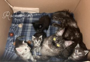 Stormi and her litter at 4 weeks old