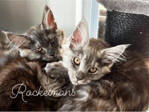 Juno and Drizzle, female black smoke Maine Coon kittens