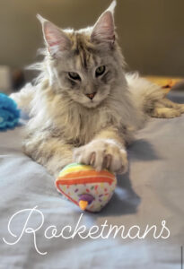Silverado, male high silver Maine Coon kitten playing with a toy