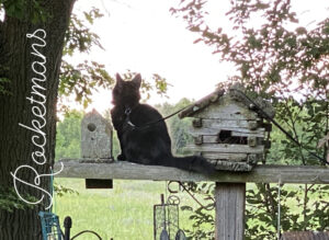 Rocket, sitting on a fence by the bird houses