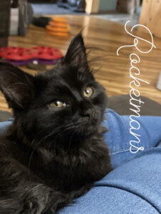 Rocket, a black Maine Coon Kitten