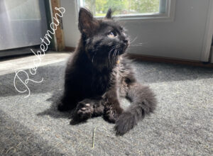 Rocket a black Maine Coon kitten